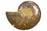Cut & Polished Ammonite Fossil (Half) - Madagascar #318095-1